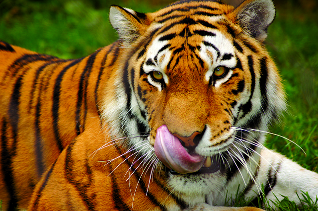 Blog image: Nifty bulls all-the-way!